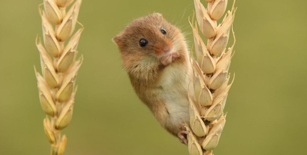 fieldmouse